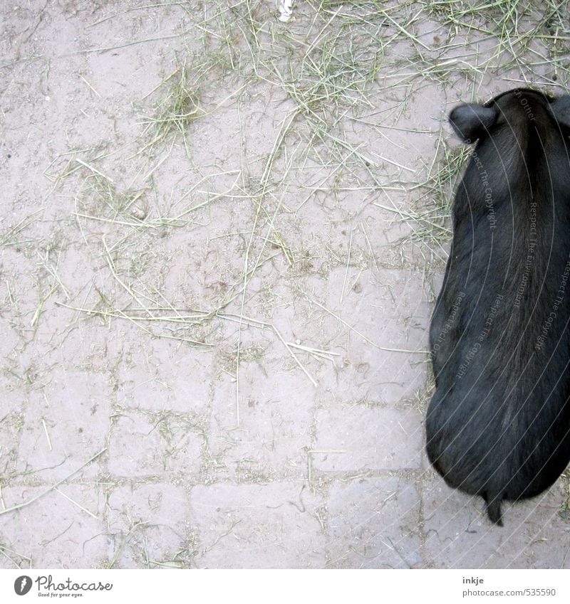 Ein halbes Schwein. Bauernhof Landwirtschaft Forstwirtschaft Tier Haustier Hängebauchschwein stehen oben unten schwarz Hälfte Farbfoto Gedeckte Farben