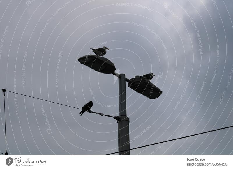 Möwen beim Durchatmen Vogel Himmel blau Freiheit Meer