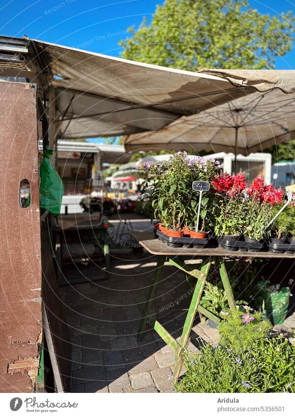 Wochenmarkt | Blumenstand, Sonnenschirme, Verkaufsstände und blauer Himmel Markt Marktstand Preisschild Blauer Himmel Unschärfe Sonnenlicht frisch Lebensmittel