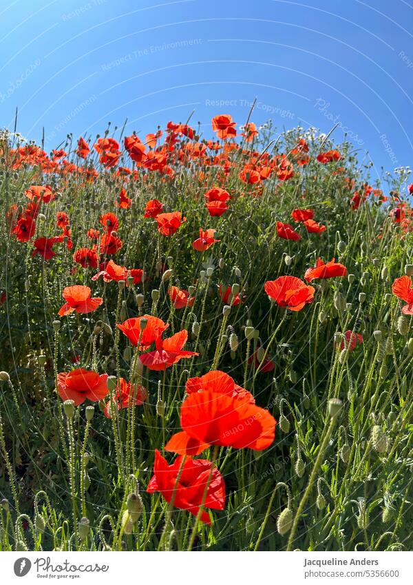 roter Mohn mit blauem Himmel Blumen Mohnblumen Feld Mohnblumenfeld blauer Himmel Blüte Natur Sommer Wiese Pflanze Mohnblüte Außenaufnahme Mohnfeld Farbfoto