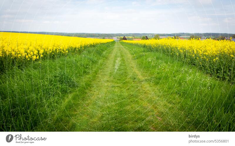 Wiesenweg gesäumt von blühenden Rapsfeldern Rapsblüte Landwirtschaft Feldweg Gras Landschaft Blühend Horizont Dorf ländliche szene