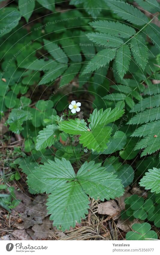 Foto Erdbeerblume blüht im Wald blühende Erdbeere saisonbedingt Blatt weiße Blume Natur Blüte Garten Gartenarbeit Blütenblatt grün Hintergrund Blütezeit