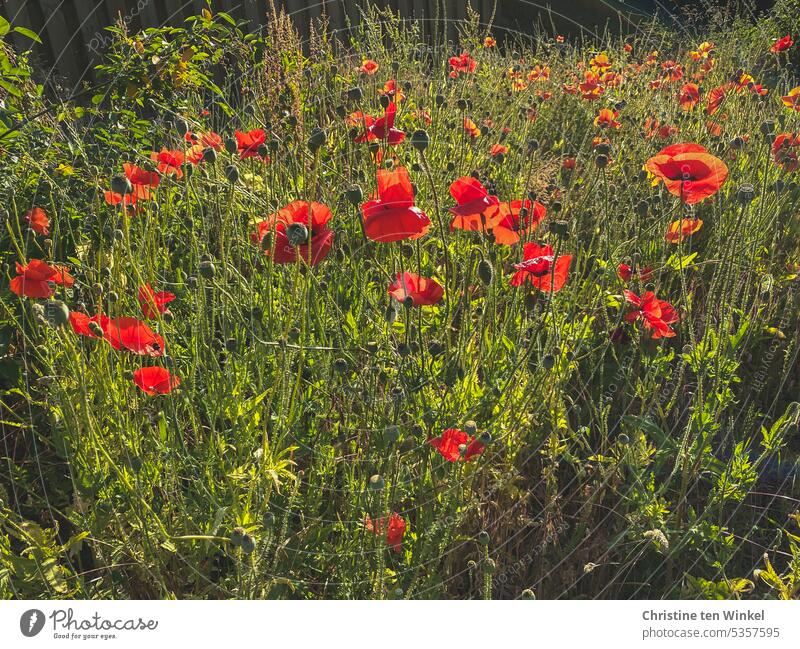 Kommt gut in den Mo(h)ntag! Mohn Klatschmohn Mohnwiese Licht Sommer Wildblumen Blühend rot schön Wiese Klimaschutz Umweltschutz Sonnenlicht sommerlich Idylle