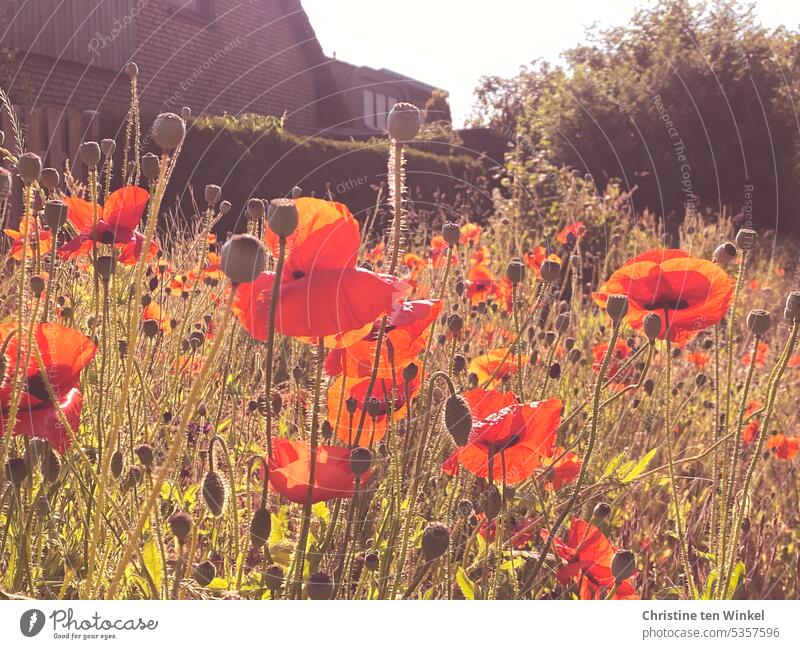 Mohnliebe Sommer Licht Wildblumen Umwelt Sonnenlicht Mohnblüte Farbtupfer roter mohn Bienenweide sommerlich Umweltschutz Blühend Mohnwiese Klatschmohn