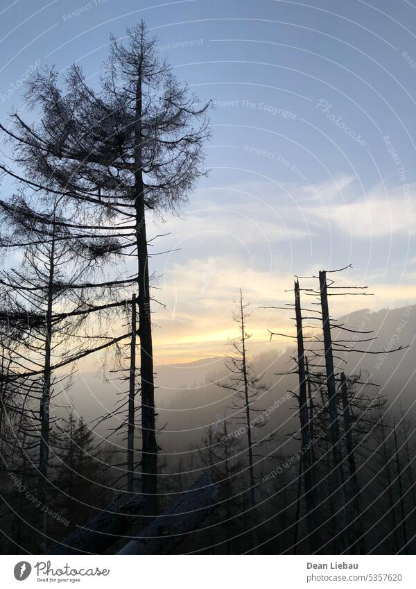 Sonnenuntergang in einem Wald Baum Himmel Holz Natur