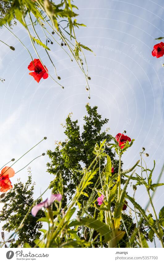 Wildwiese von unten nachhaltig Umwelt Blumenwiese schön bunt Wildblumen Natur Pflanze Wolkenloser Himmel Frühling Sommer Schönes Wetter Wiesenblume Blühend Duft