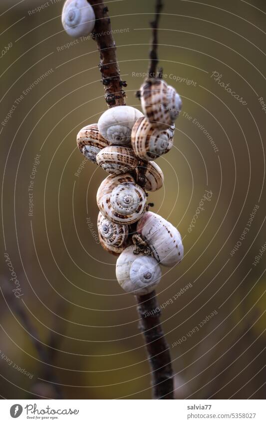 Schnecken-Gruppenkuscheln Schneckenhaus Schneckenhäuschen viele Zweig Schutz Tier Natur Nahaufnahme Farbfoto außerg außergewöhnlich klein Schwache Tiefenschärfe