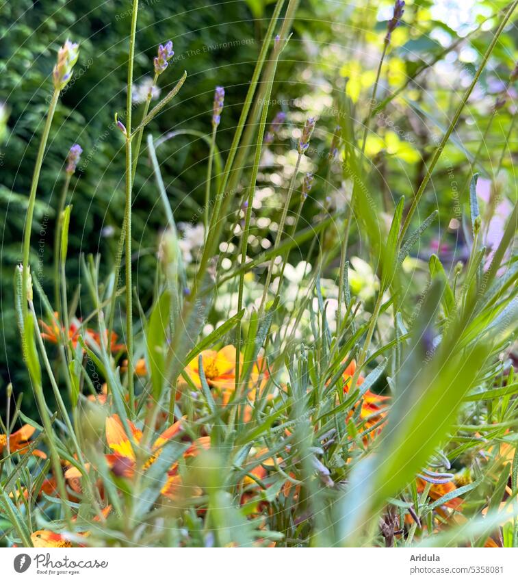 Gartenblümchen Impression Blumen Beet Lavendel Grün Orange lila Unschärfe unscharf Sommer Natur blühen Duft Lavendelduft violett natürliches Licht Tageslicht