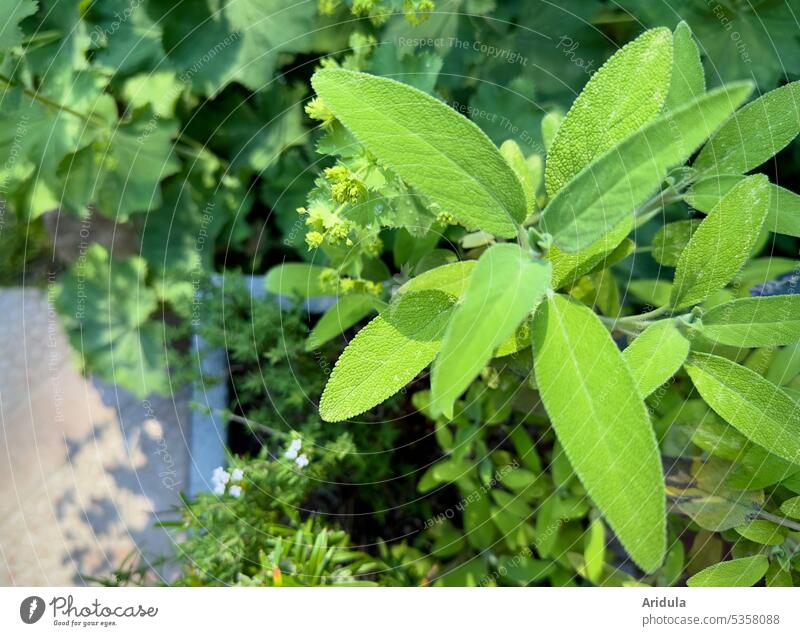 Salbei im Garten Blüten grün Kräuter mediterran Gewürz gesund Mittelmeerküche Essen Kräutergarten Kräuter & Gewürze frisch Pflanze natürlich Nutzpflanze