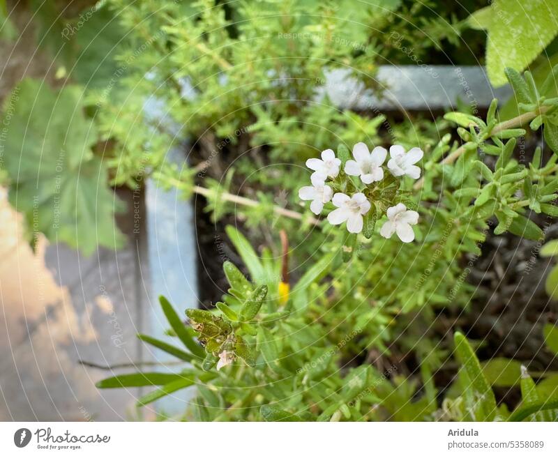 Blühender Thymian Blüten grün Kräuter mediterran Gewürz gesund Mittelmeerküche Essen Garten Kräutergarten Kräuter & Gewürze frisch Pflanze natürlich Nutzpflanze