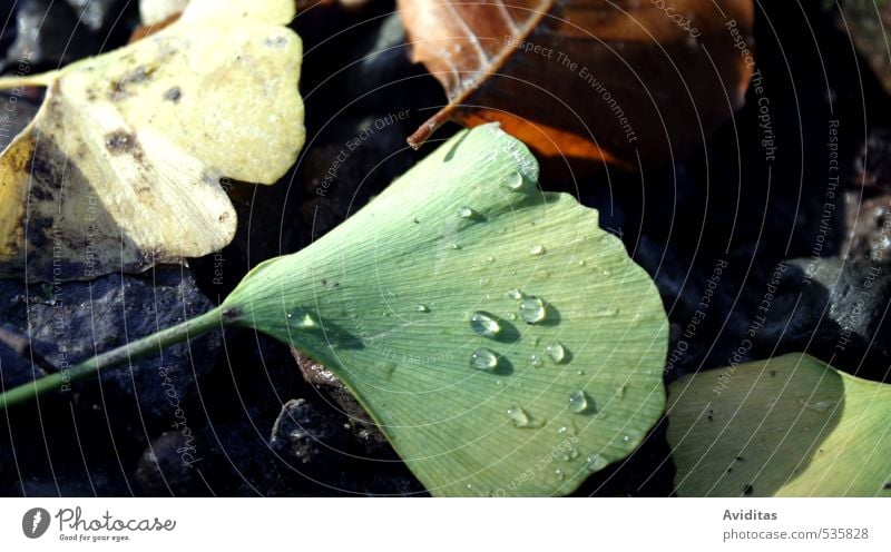 Perlen des Morgens Umwelt Natur Pflanze Erde Wassertropfen Herbst Wetter Regen Blatt Grünpflanze Wildpflanze exotisch Park Wald beobachten genießen leuchten