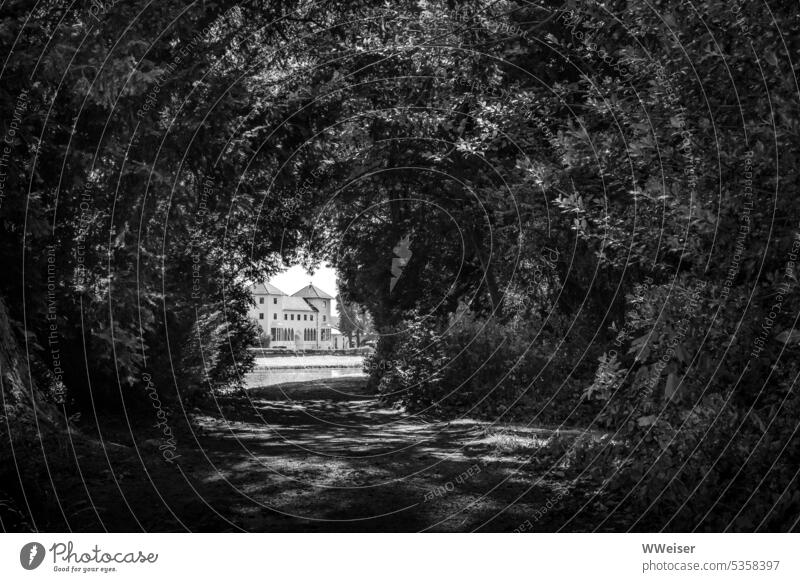 Ein Tunnel aus üppig grünen Bäumen spendet Schatten auf dem Weg zum Schloss Sommer Park Pflanzen Gang Durchgang Perspektive Sichtachse kühl schattig Durchblick