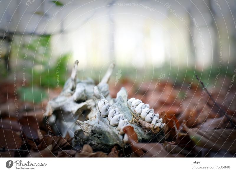 morbides Stillleben Landwirtschaft Forstwirtschaft Umwelt Natur Pflanze Tier Herbst Nebel Blatt Park Wald Waldboden Wildtier Totes Tier Tierschädel Kiefer