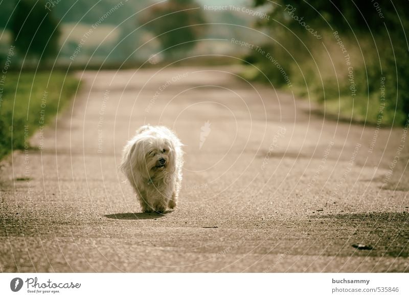 Einsamer Hund Natur Tier Herbst Schönes Wetter Baum Gras Feld Straße Wege & Pfade Fell langhaarig Haustier 1 gehen klein weiß Einsamkeit Bester Freund Bichon