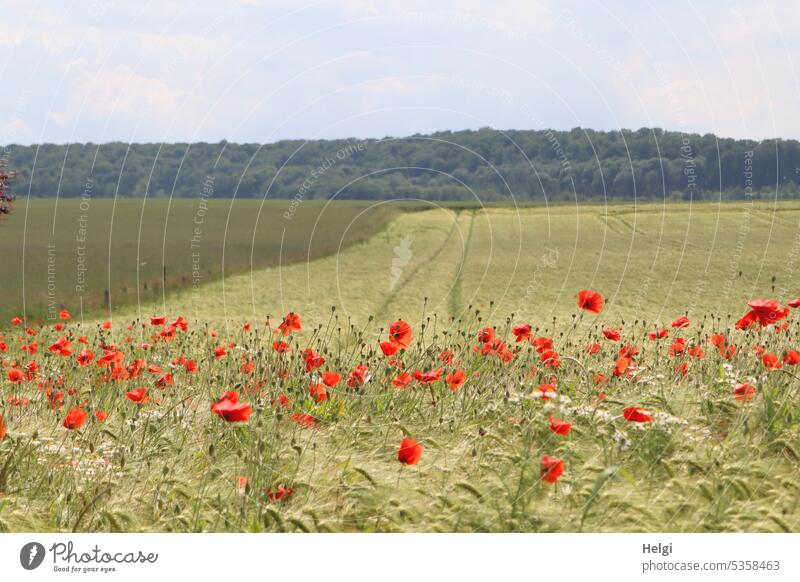 Kornfeld mit Mohn-Blühstreifen, im Hintergrund Wald und Himmel Landschaft Feld Getreide Mohnblumen Klatschmohn Feldrand blühen Wachsen Frühling Sommer