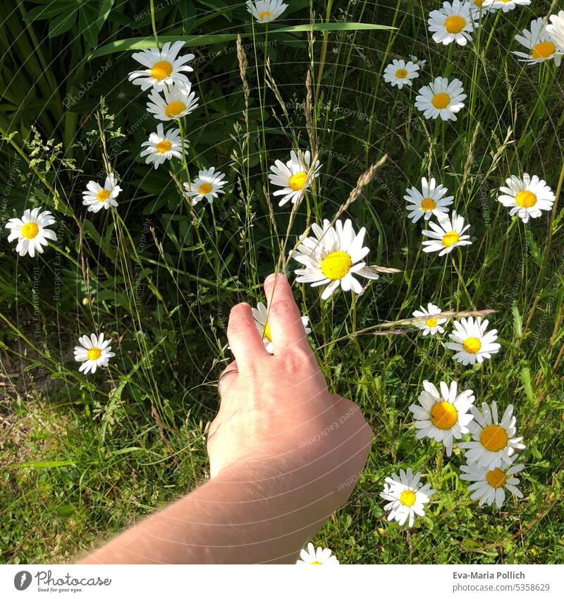 eine Hand über einer Blütenwiese im Sommer Sommerblüten sommerlich Sommergefühl Sommerblume Sommerurlaub schön Tag grün Wildpflanze hand Natur pflücken Blühend