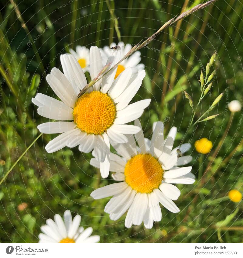 Margariten Nahaufnahme, Sommerblumen im Garten Sommerblüten sommerlich Sommergefühl Sommerurlaub Sommertag Sommerzeit Schönes Wetter Frühlingsblume weiß