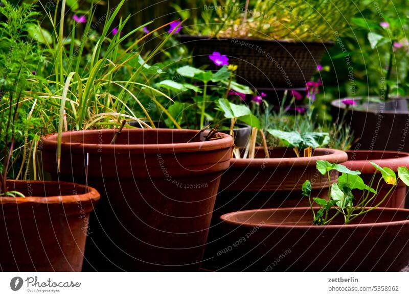 Blumentöpfe blühen blüte erholung ferien frühjahr frühling frühlingserwachen garten kleingarten kleingartenkolonie knospe korbblütler menschenleer nachbarschaft