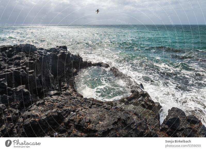 Brimketill-Lavafelsenpool bei Reykjanes, Island, im Sommer und bei stürmischem Wetter - und mit einer Möwe atlantisch Basalt schön schwarz blau Küste