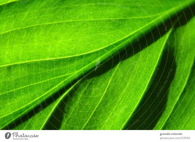 blattgruen grün Blatt hellgrün diagonal grass Natur Bioprodukte Kontrast