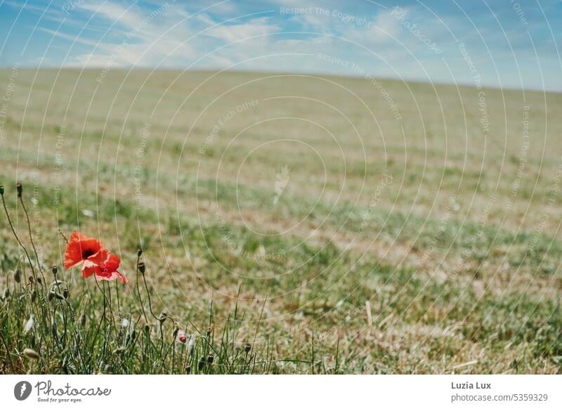 Mohnblüten am Feldrand, darüber blauer Sommerhimmel windig Wind sommerlich Getreidefeld abgemäht trocken heiß Acker Himmel blauer Himmel wolkig Wolken grün