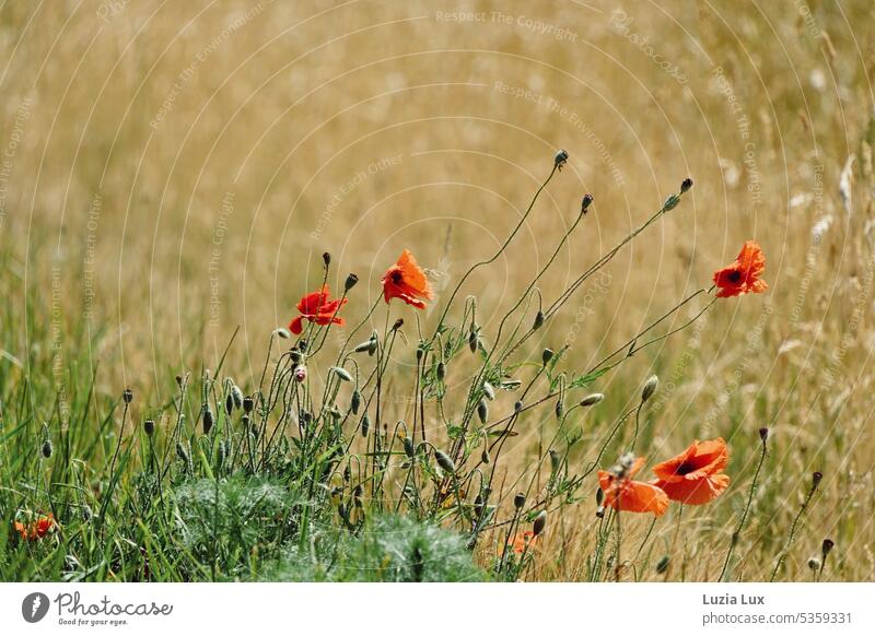 Mohnblüten am Feldrand... windig Wind Sommer sommerlich Getreidefeld abgemäht trocken heiß Acker grün Natur Landwirtschaft Kornfeld Ackerbau Landschaft Ähren