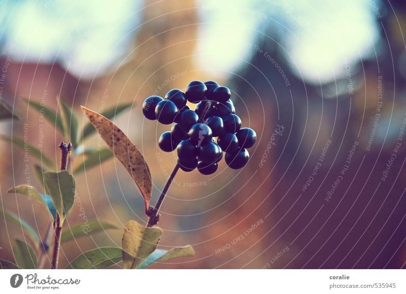 herbstbeeren Natur Herbst Pflanze Blatt Blüte Garten Blühend Wachstum Beeren Frucht Kugel Erntedankfest herbstlich mehrere Zweig Romantik Sommer Reifezeit reif