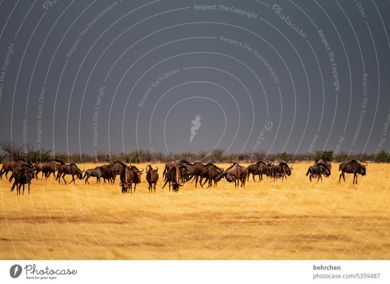 und wir warten darauf, dass die sonne wieder für uns scheint etosha national park Etosha Etoscha-Pfanne Wolken Wildtier fantastisch außergewöhnlich Tierporträt