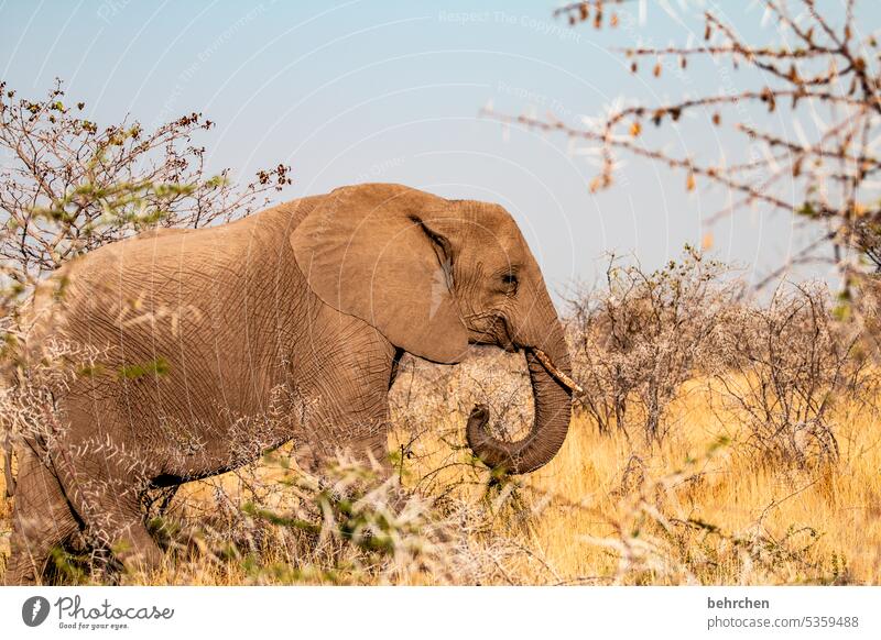 stark Tierporträt Sträucher Tierliebe Tierschutz Trockenheit Savanne Gras beeindruckend besonders Himmel Landschaft Ferien & Urlaub & Reisen Natur Freiheit