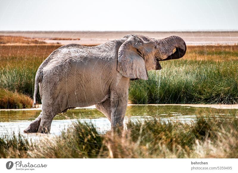 einen trinken Rüssel Gefahr riskant gefährlich Elefantenbulle fantastisch Wildtier Etoscha-Pfanne Etosha etosha national park außergewöhnlich frei wild Wildnis