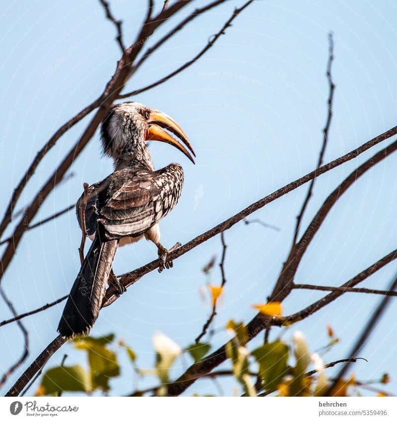 hakuna matata Hornbill gelbschnabeltoko beeindruckend Nashornvögel Schnabel Vogel etosha national park Etosha Etoscha-Pfanne Wildtier fantastisch