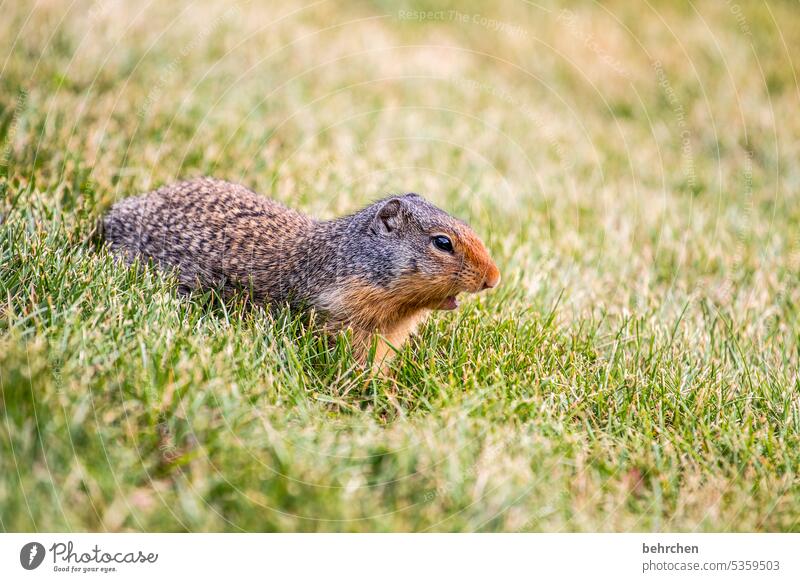 grashüpfer Jasper National Park Tierporträt Kanada Nahaufnahme Tierliebe Farbfoto Tierschutz beobachten Neugier außergewöhnlich Wildtier Eichhörnchen wild