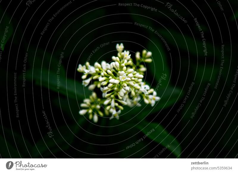 Blühender Liguster ast blühen blüte erholung erwachen ferien frühjahr frühling frühlingserwachen garten hecke kleingarten kleingartenkolonie knospe menschenleer