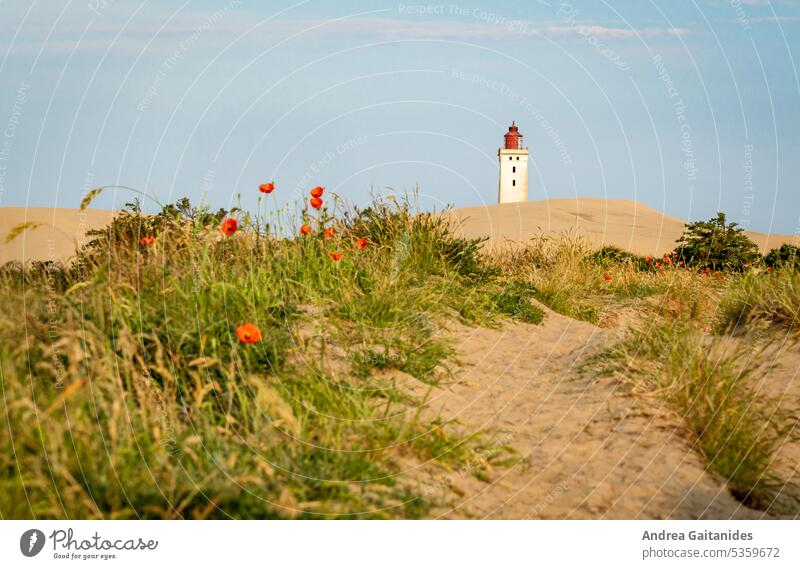 Weg durch die Dünen zum Leuchtturm Rubjerg Knude, am Wegesrand Mohn und Strandhafer, horizontal Mohnblüte mohnblumen Mohnblume Blühend Blüte Blumen sanddüne