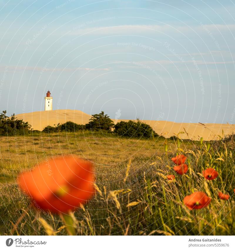 Mohnblumen leicht unscharf im Vordergrund und der Leuchtturm Rubjerg Knude im Hintergrund zu sehen, 1:1, quadratisch Mohnblüte mohnblumen Blühend Blüte Blumen