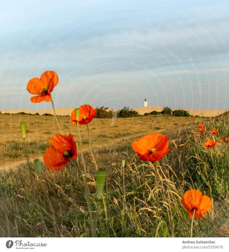 Mohnblumen leicht unscharf im Vordergrund und der Leuchtturm Rubjerg Knude im Hintergrund zu sehen, 1:1, quadratisch Mohnblüte mohnblumen Blühend Blüte Blumen