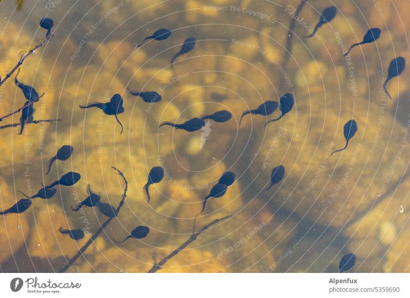 Kaulquappen Teich Wasser Natur Schwimmen & Baden Außenaufnahme See Farbfoto Im Wasser treiben schwimmen Froschlaich Überlebenskampf Tier Tag Menschenleer