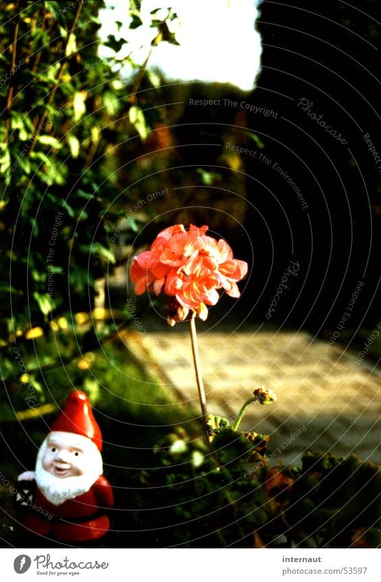 Blumenzwerg Gartenzwerge rot zart rosa Pflanze Gartenpflanzen Blüte Blühend Freundlichkeit grün Hecke Humor Konservatismus Schrebergarten Gartenbau