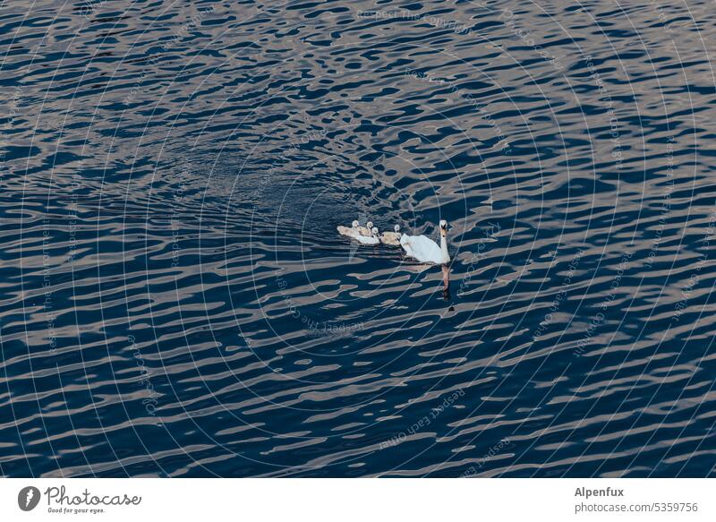 Schwanenfamilie Schwanfamilie Wasser Schwimmen & Baden Außenaufnahme Vogel Tier Junge Küken Im Wasser treiben See Natur Reflexion & Spiegelung Farbfoto