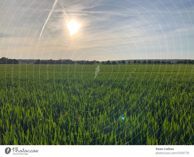 Offenes Feld offen Sonne Licht grün Natur Sommer Himmel