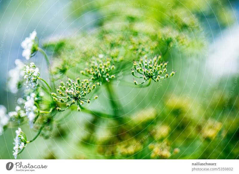 Doldenblüte blühende Blume natürliches Licht Naturliebe Blühend Blütendolde Pflanze Doldenblüher Blütezeit natürliche Schönheit Wildpflanze gewächs