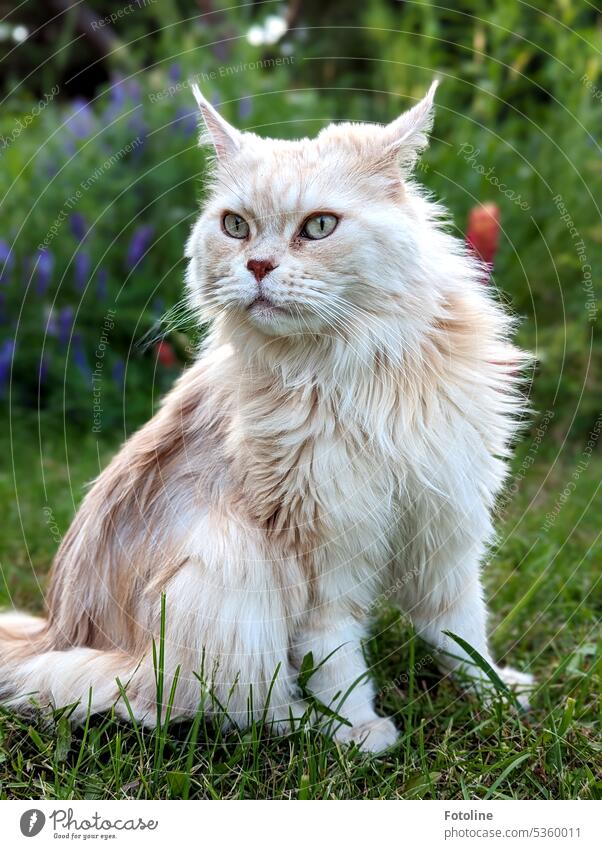 Ja und ihre Schwester flitzt auch manchmal raus und knabbert ein paar Grashalme an. Auch diese Maine Coon Katze sitzt vor meiner Sommerwiese und genießt unseren Garten.