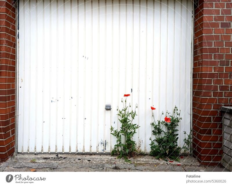 Vor meinem Garagentor haben es sich wunderschöne Mohnblumen gemütlich gemacht. Na dann bleibt das Tor eben ne Weile zu. Blüte Blume rot Sommer Pflanze