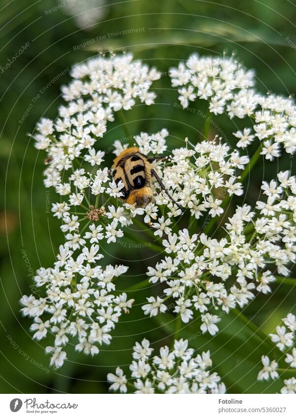 Ein schwarz gelber Pinselkäfer fühlt sich auf Blüten in meinem Garten richtig wohl. Fleißig mampft er Blütenpollen. Käfer Insekt Tier Nahaufnahme Farbfoto