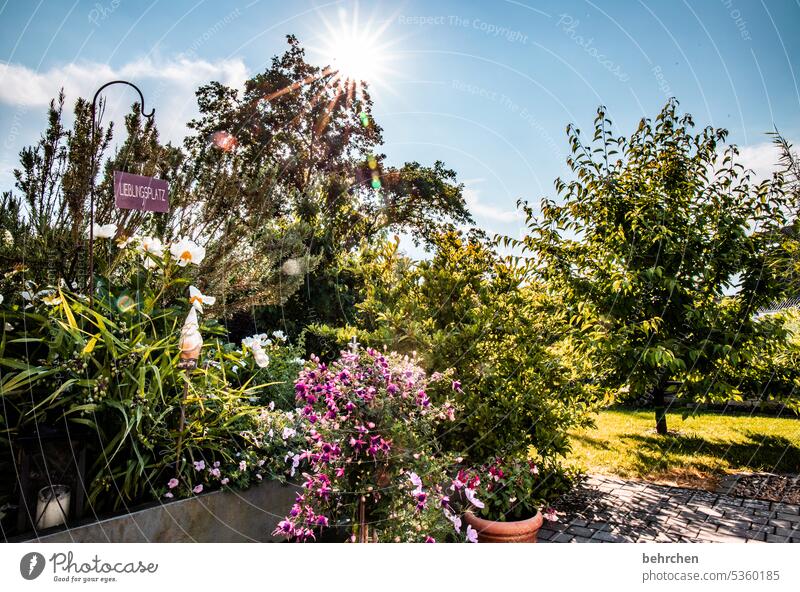 gartenzwerg gemütlich Sonnenstern Lieblingsplatz Bäume schön Schönes Wetter Außenaufnahme Wärme Sonnenlicht Blume Sommer prächtig Duft sommerlich wunderschön