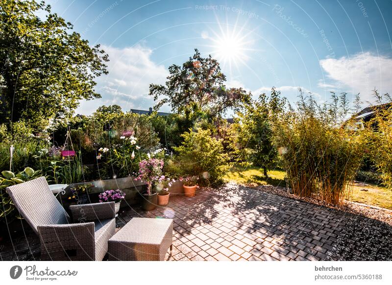 lieblingsplatz Garten zuhause Terrasse Beet Grundstück Pflanzen Blüte blühen Natur Umwelt Farbfoto wunderschön sommerlich Duft duftend Wärme Sonnenlicht Blume