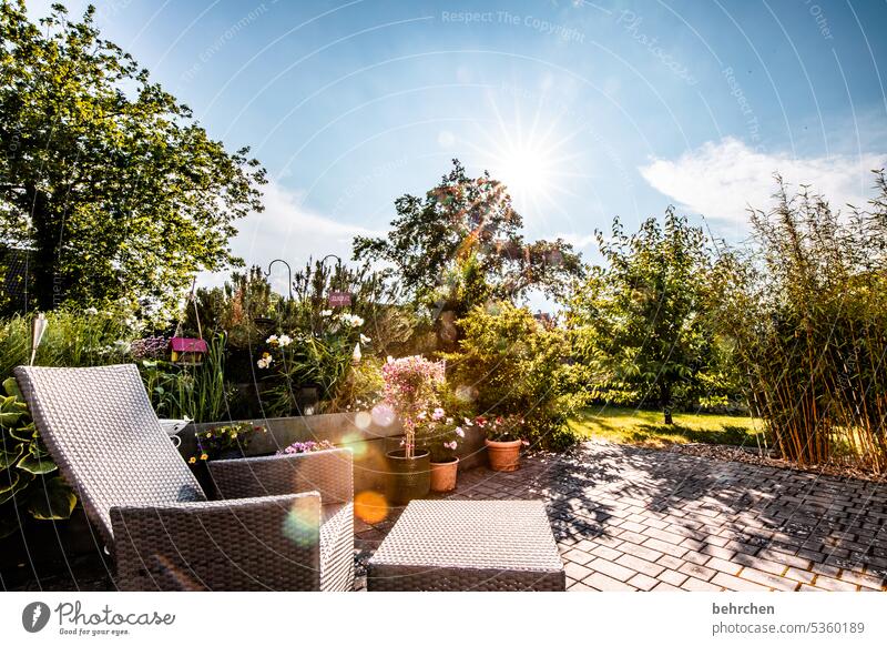 setz dich und lass los Wildwuchs wild blühen Blüte Pflanze zuhause Terrasse Garten Pflanzen Beet Grundstück Natur Umwelt Farbfoto wunderschön sommerlich Duft