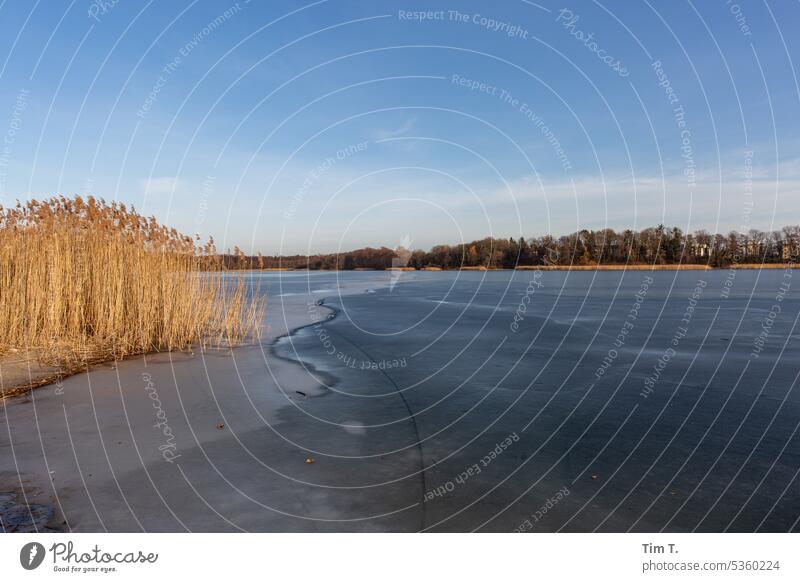 Strausberger See im Winter Farbfoto schilff Natur Wasser Außenaufnahme Landschaft Seeufer kalt Menschenleer Einsamkeit Umwelt Tag ruhig Frost Eis gefroren