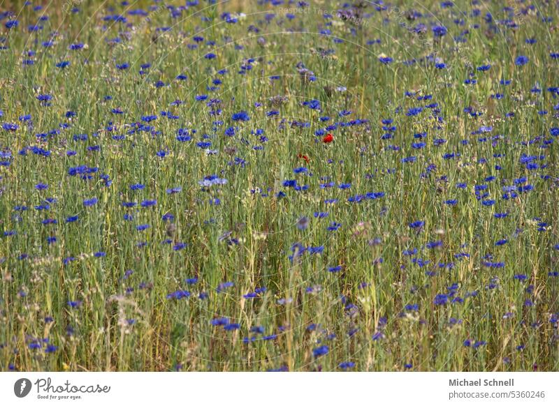 Rot ausnahme Ausnahmezustand allein unter vielen anders anders sein Andersartigkeit verirrt Blumen Natur Wiese Einsamkeit einer unter vielen einzigartig