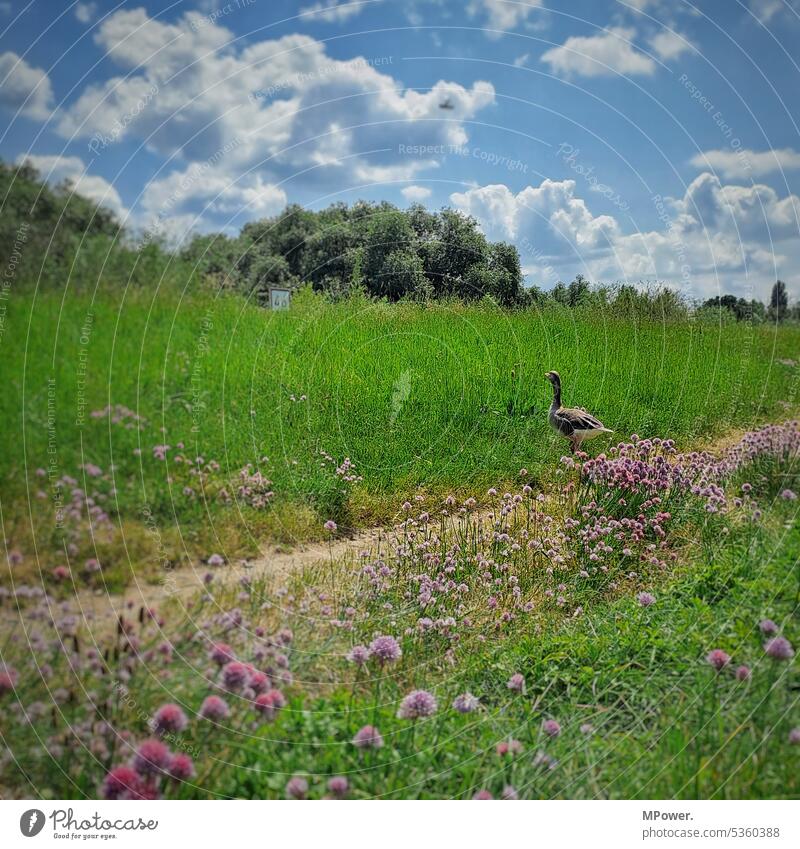 Donald Duck auf Wanderung Außenaufnahme grün Ente Entenvögel Menschenleer Tier Farbfoto Vogel Natur Wildtier Geflügel niedlich Tierwelt Sommer hell gänse Gans